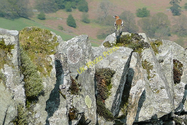 Photo 6"x4" Bird life at Rydal Water Ambleside c2011