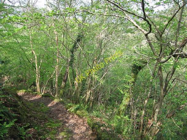 Photo 6"x4" Woods by the side of the Afon Arthog Arthog c2011