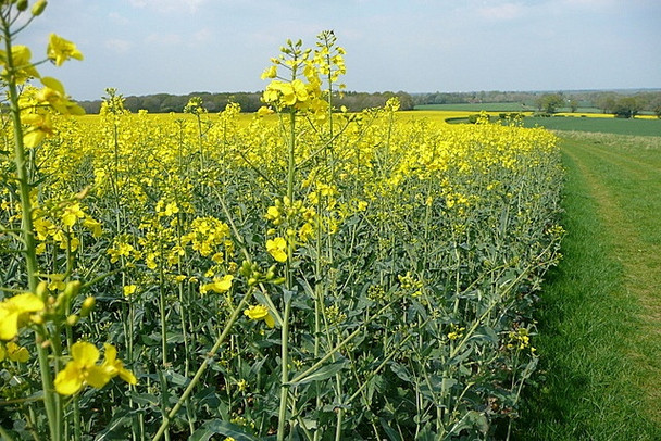 Photo 6"x4" Close to the oil seed rape Ramsdell c2011