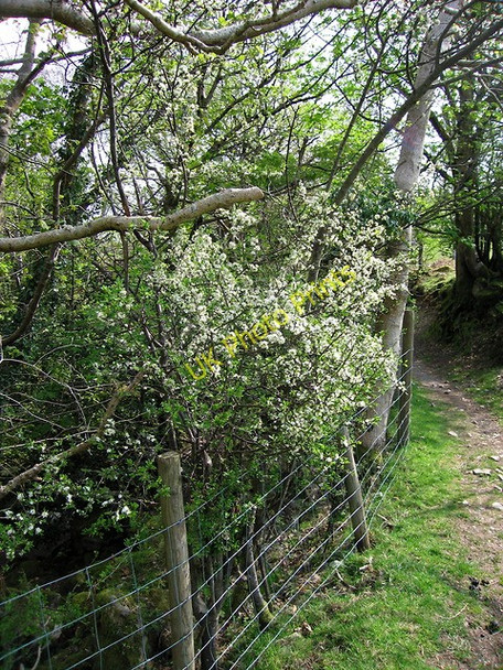 Photo 6"x4" Blackthorn in flower by the Afon Arthog Arthog c2011