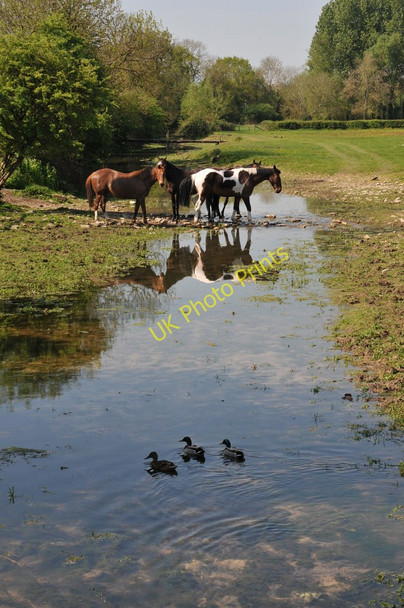 Photo 6"x4" Ducks and horses in the River Thames Ewen c2011