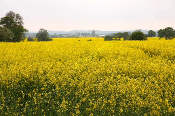 Photo 6"x4" Field of rape at Marsh Baldon Marsh Baldon c2011