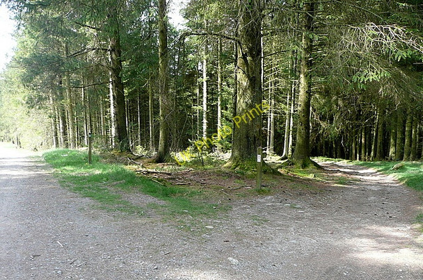 Photo 6"x4" Bridleway in Grizedale Forest Grizedale c2011