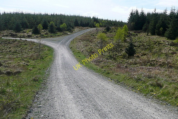 Photo 6"x4" Junction in Grizedale Forest Grizedale c2011