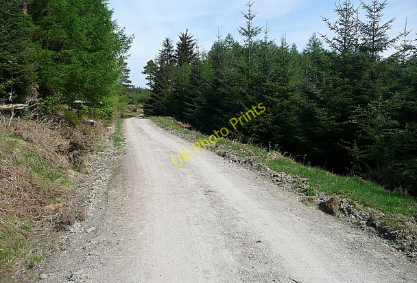 Photo 6"x4" Bridleway at Jack Gap Plantation Grizedale c2011
