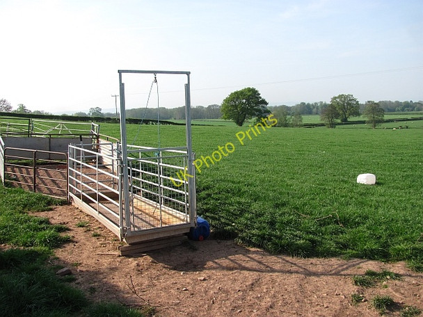 Photo 6"x4" Gathering pens, Aston (Eyton) Aston\/SO4662 c2011