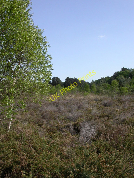 Photo 6"x4" Canford Heath, heathland Canford Heath\/SZ0294 c2011