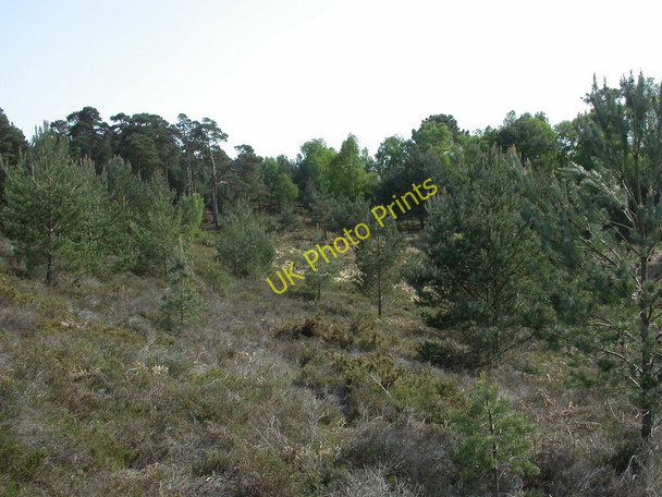 Photo 6"x4" Canford Heath, gully Canford Heath\/SZ0294 c2011