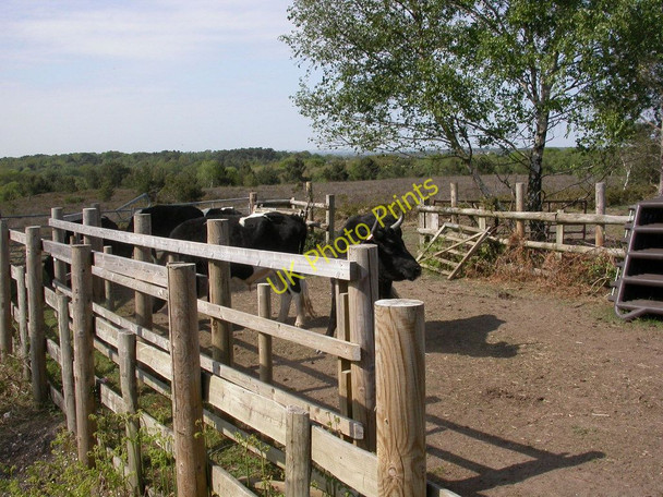 Photo 6"x4" Canford Heath, stockpen Canford Heath\/SZ0294 c2011