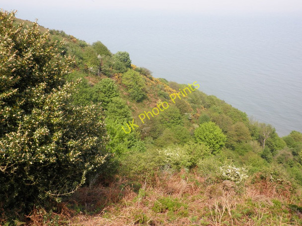 Photo 6"x4" The cliffside, below North Hill Minehead c2011