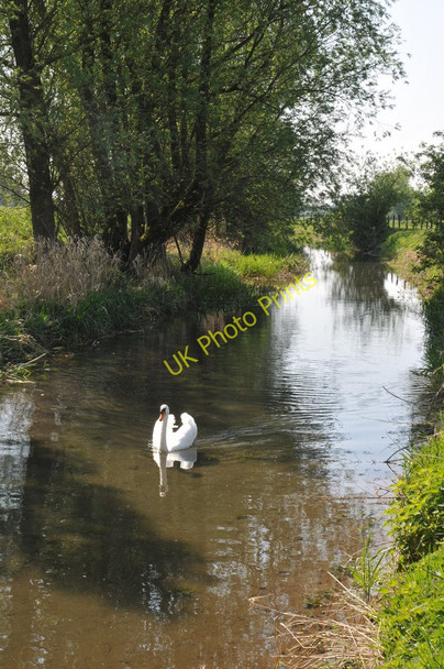 Photo 6"x4" Swan on the River Thames Ewen c2011