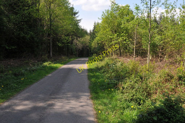 Photo 6"x4" Road through Lea Bailey Inclosure Dancing Green c2011