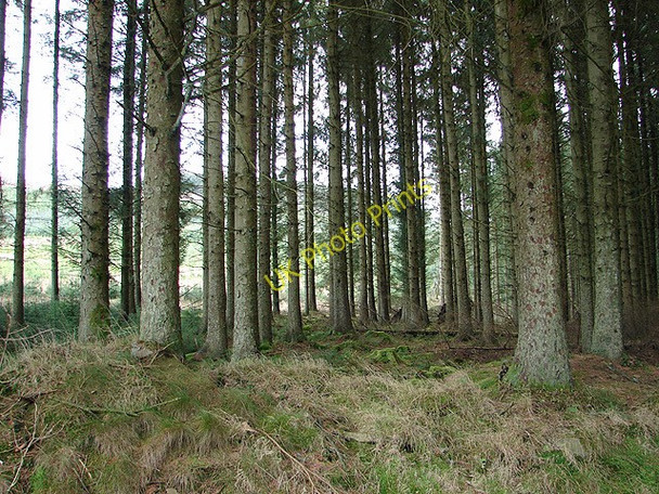 Photo 6"x4" Hafren Forest Tynyrwtra\/SN8885 c2006