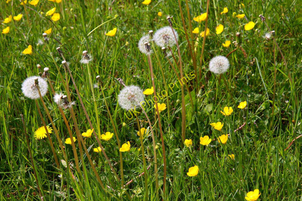 Photo 6"x4" Buttercups and dandelions in a field Meadside c2011