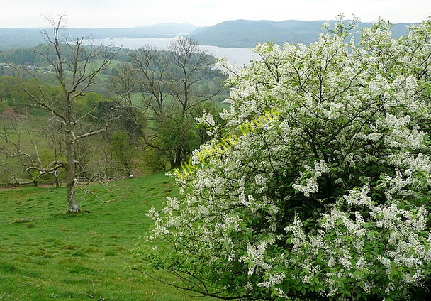Photo 6"x4" View from Skelghyll Ambleside c2011