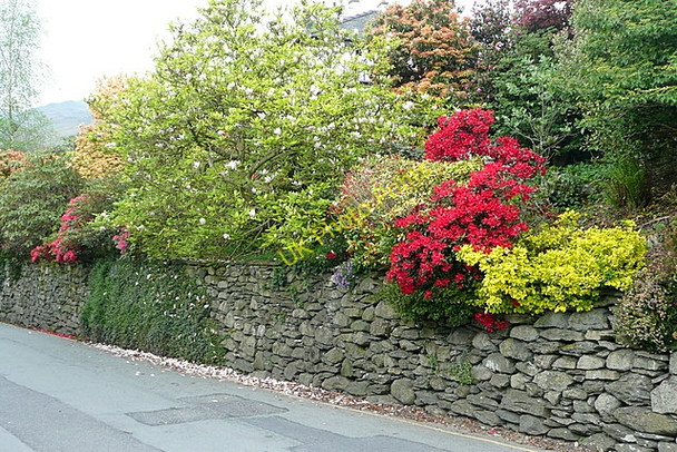 Photo 6"x4" Garden in Ambleside Ambleside c2011