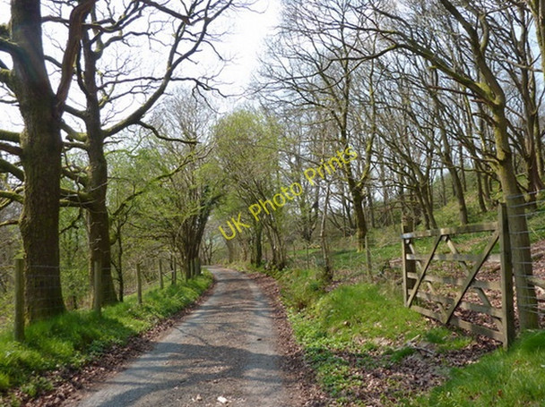 Photo 6"x4" Raisthwaite Lane as it passes through Kiln Hall Wood Blawith c2011