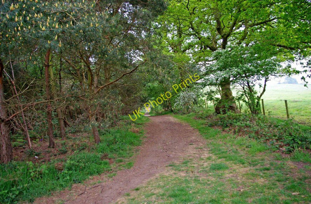 Photo 6"x4" Permissive footpath on edge of Bunkers Hill Wood, near Whittington Stourbridge c2011
