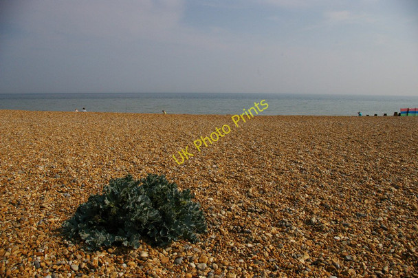 Photo 6"x4" Sea Kale, Pett Beach Cliff End\/TQ8813 c2011