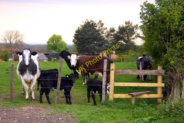 Photo 6"x4" Cattle waiting by the stile Great Holcombe c2011