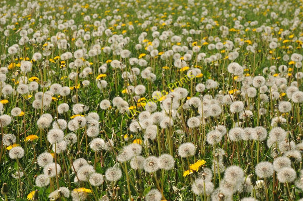 Photo 6"x4" Dandelion heads Shorncote c2011