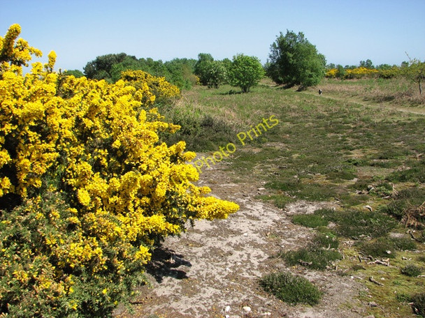 Photo 6"x4" Flowering gorse, Walberswick Common Southwold c2011