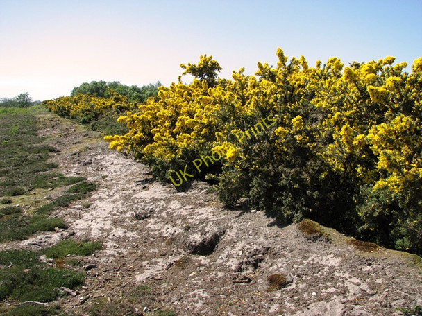 Photo 6"x4" Flowering gorse by the Southwold railway cutting, Walberswick Common Southwold c2011