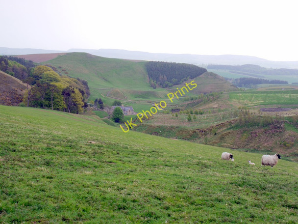 Photo 6"x4" Sheep pasture above Hazeltonrig Alnham c2011