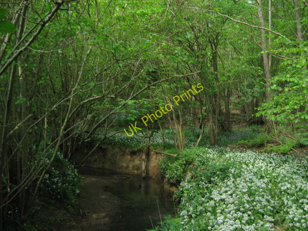 Photo 6"x4" River Teise in Furnace Wood Little Bayham c2011