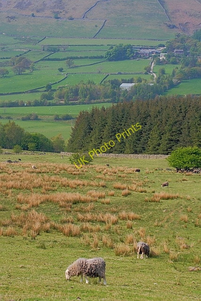 Photo 6"x4" Rough Pasture, Threlkeld Common Birkett Mire c2011