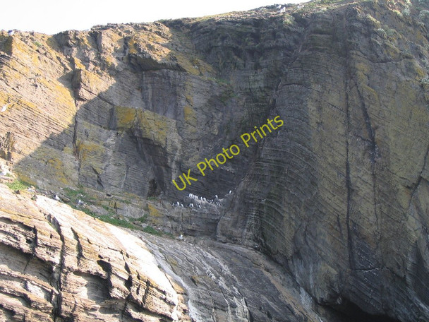 Photo 6"x4" Guillemots and gulls on Cardigan Island Gwbert c2011