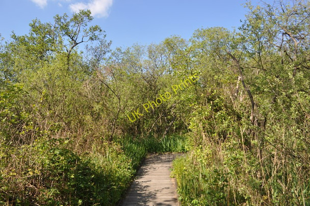 Photo 6"x4" Walk through Ranworth Carr Ranworth c2011