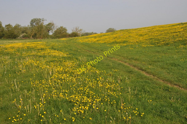 Photo 6"x4" Field of buttercups Cricklade c2011