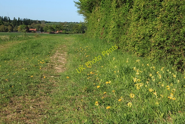 Photo 6"x4" Cowslips and bridleway to Pentlow Cavendish c2011