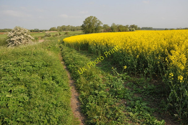Photo 6"x4" Oilseed rape and the Thames Path Castle Eaton c2011
