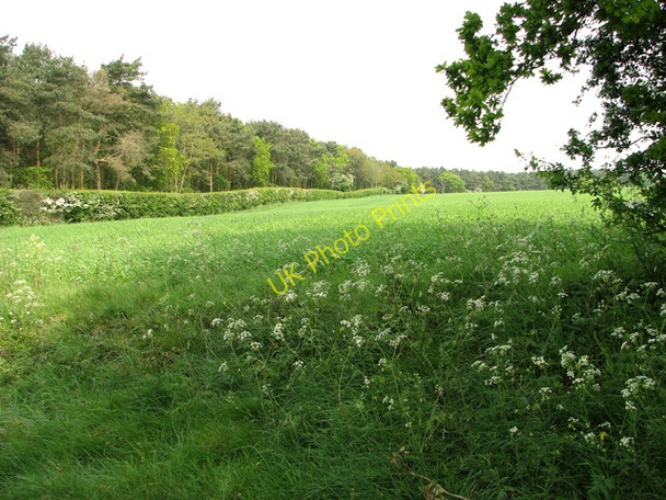 Photo 6"x4" Cultivated fields west of Hempstead Holt\/TG0838 c2011