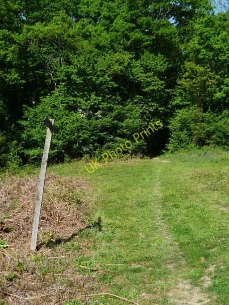 Photo 6"x4" Clearing beneath power lines in Petsalls Copse Strood Green\/TQ0224 c2011