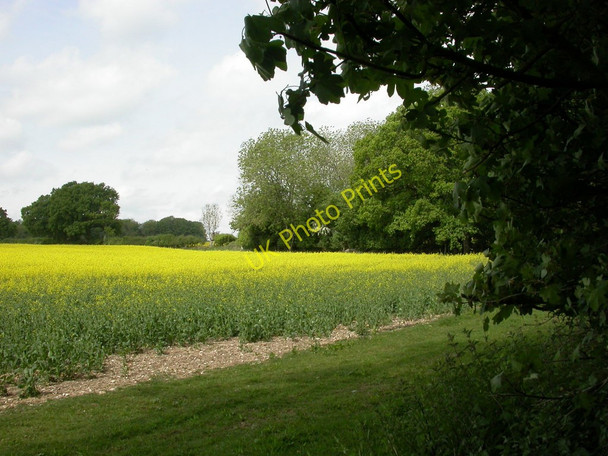 Photo 6"x4" Garston Wood, field margin Deanland c2011