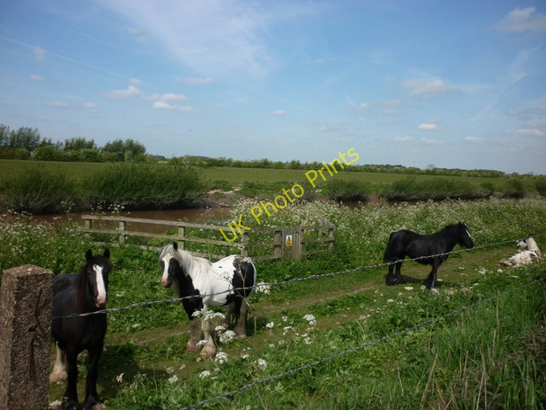 Photo 6"x4" Looking towards Dutch River from Barrier Bank (road) East Cowick c2011