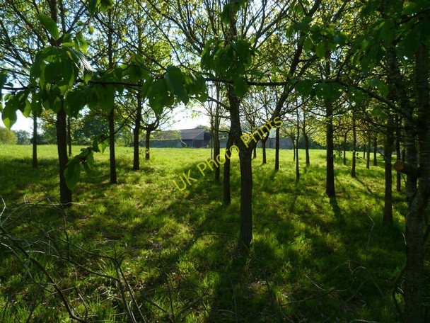 Photo 6"x4" Barn at Townland seen through trees Bedham c2011