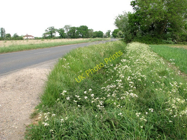 Photo 6"x4" Cow parsley beside Silfield Road,  Ashwellthorpe Silfield c2011