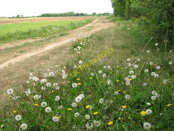 Photo 6"x4" Dandelion clocks beside the path from Suton to Silfield Wymondham\/TG1101 c2011