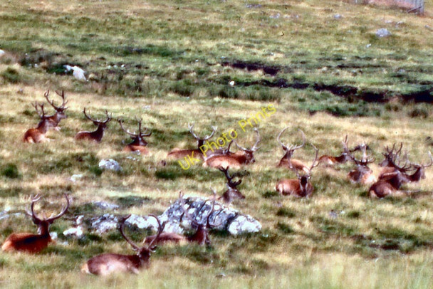 Photo 6"x4" Kingussie Wildlife Park Balavil\/NH7902 c1978