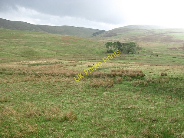 Photo 6"x4" Woodland, Stirkfield Hope Kaimrig End c2011