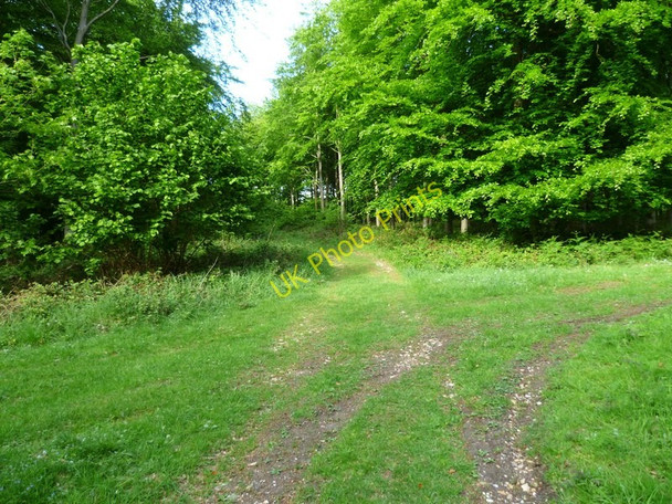 Photo 6"x4" Bridleway heading towards the South Downs Way on Lamb Lea Graffham c2011