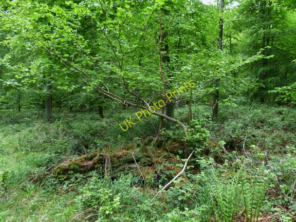 Photo 6"x4" Dead and Alive East Dean\/SU9013 c2011