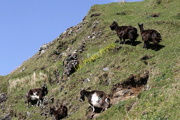 Photo 6"x4" Feral goats on Kerrera Gylen Castle c2011