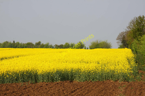 Photo 6"x4" Field of rape by Buckland Buckland\/SU3498 c2011