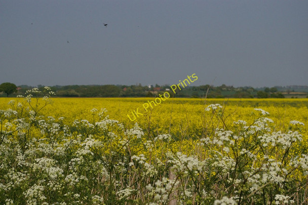 Photo 6"x4" Shirley Moor: oilseed rape, cow parsley and insects Brook Street\/TQ9333 c2011