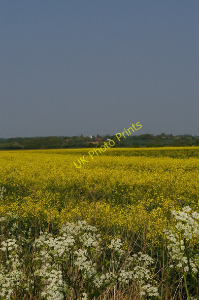 Photo 6"x4" Shirley Moor: oilseed rape and cow parsley Brook Street\/TQ9333 c2011